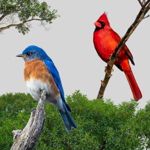 Birding for beginners