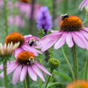 Native Plants & Pollinators