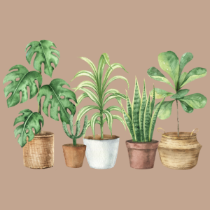 Plant swap