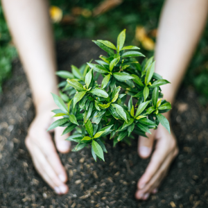 Plant a tree
